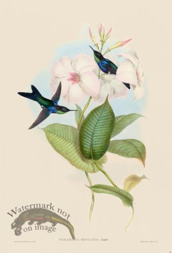 Gould Hummingbird 102